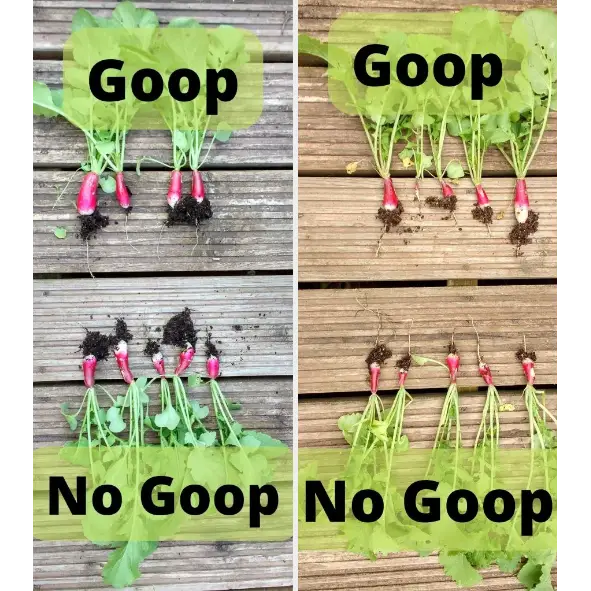 Soil Smiths The Goop — split-frame radish comparison: Goop-fed radishes larger and redder than No Goop controls