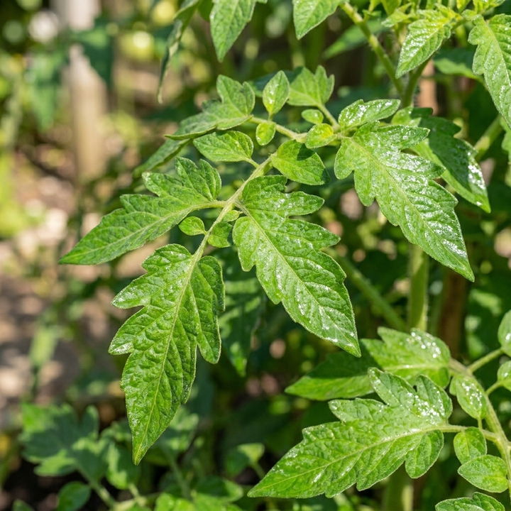 What is a soil wetting agent, and does your garden need one?