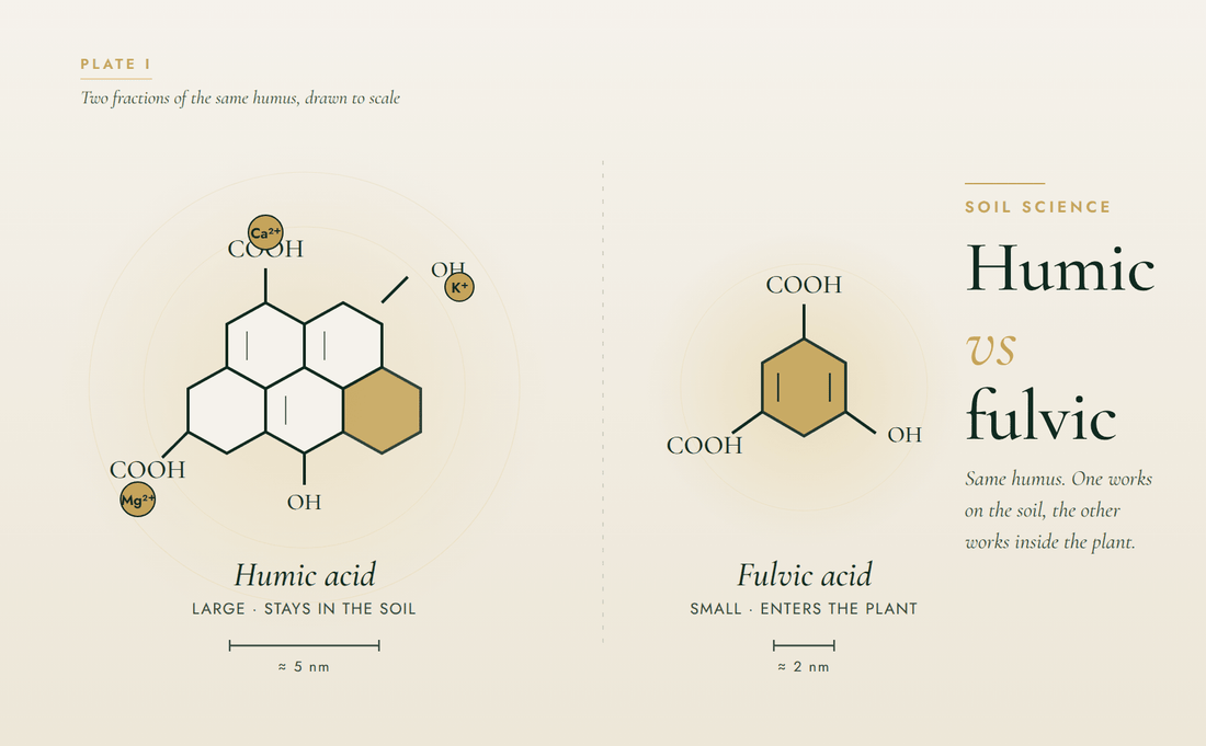 Humic vs fulvic acid: the difference, and which you need