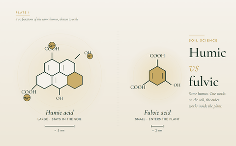 Humic vs fulvic acid: the difference, and which you need