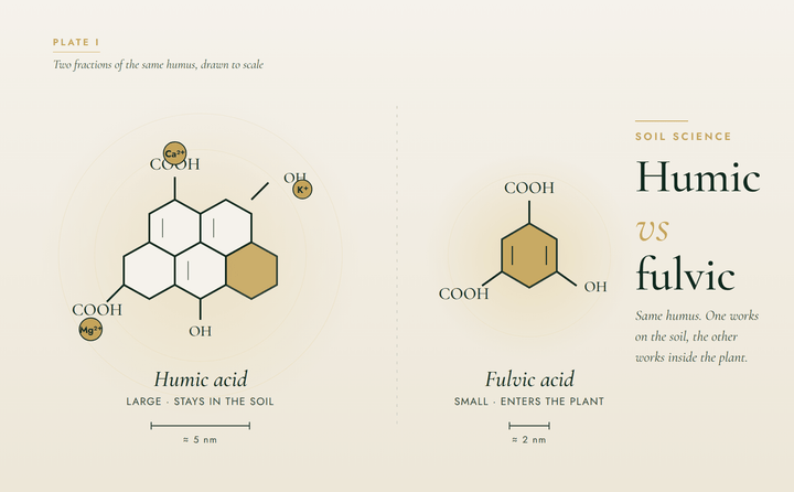 Humic vs fulvic acid: the difference, and which you need