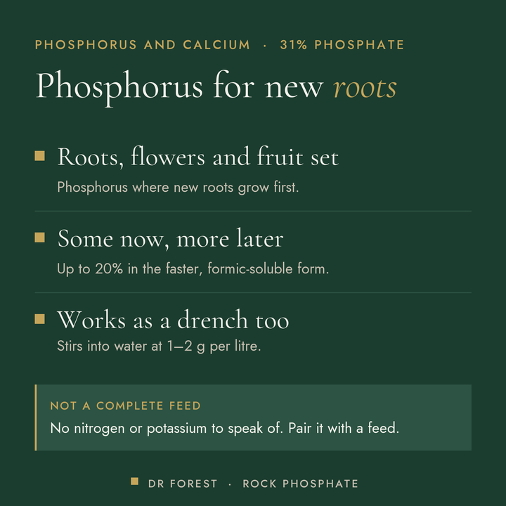 Dr Forest Rock Phosphate Fertiliser, micronised, 31% P2O5 benefits: roots, flowers and fruit set, some now, more later…