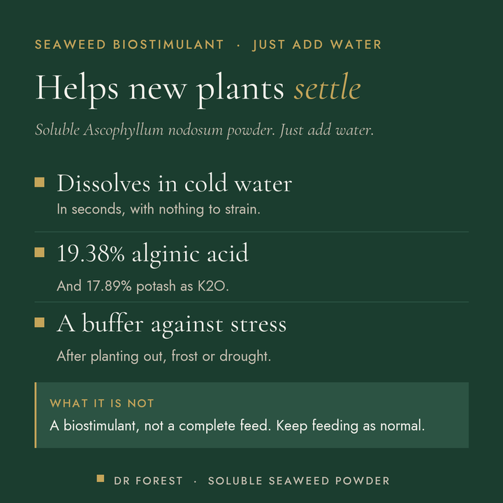 Dr Forest Seaweed Powder, soluble Ascophyllum nodosum extract benefits: dissolves in cold water, 19.38% alginic acid, a…