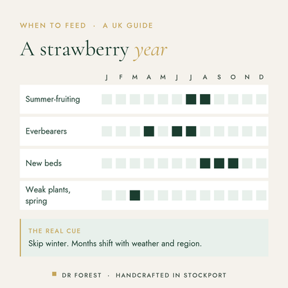 When to use Dr Forest Strawberry Feed 3-2-7 in the UK, month by month: summer-fruiting, everbearers, new beds, weak plants…
