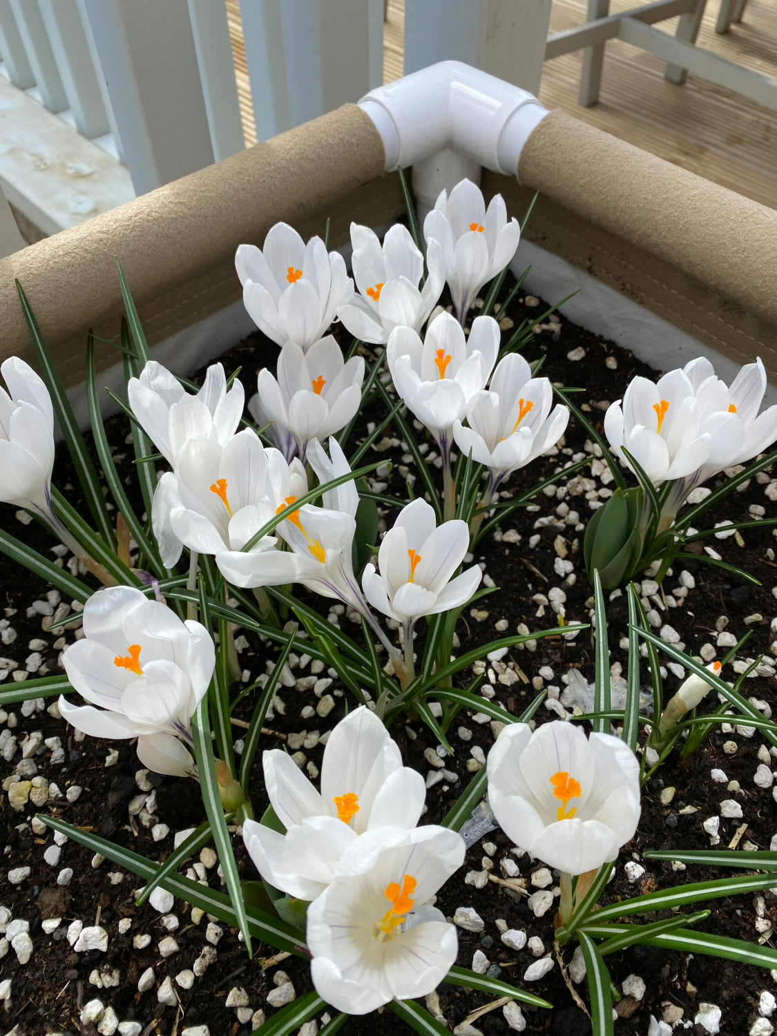 Ecothrive Living Soil