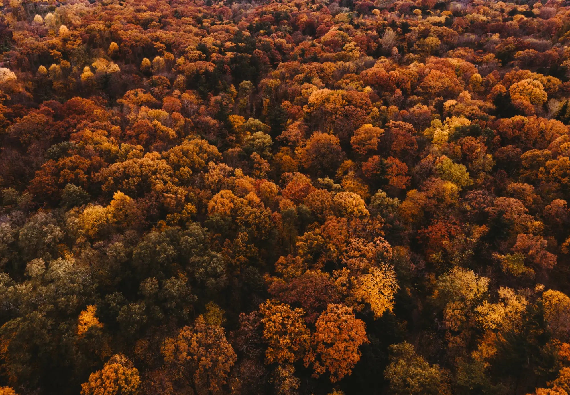 Autumnal forest canopy with vibrant orange and yellow hues, dense foliage covering the ground.