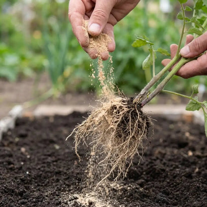 Mycorrhizal Fungi Powder — hands sprinkling tan powder over tomato seedling root ball above prepared soil