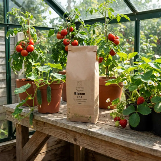 Organic Bloom Fertiliser — kraft Bloom bag on bench with cherry tomatoes, cucumbers and strawberry plants
