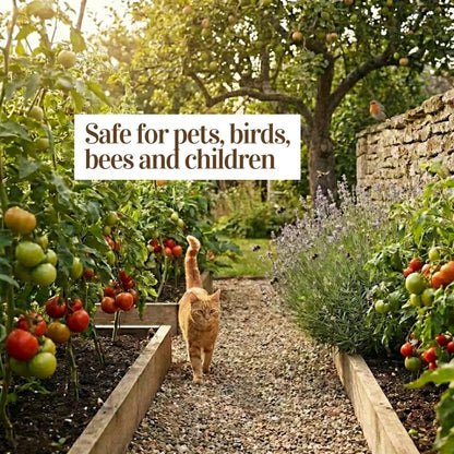 Organic Potato Fertiliser — ginger cat between raised tomato beds, claim: safe for pets, birds, bees and children