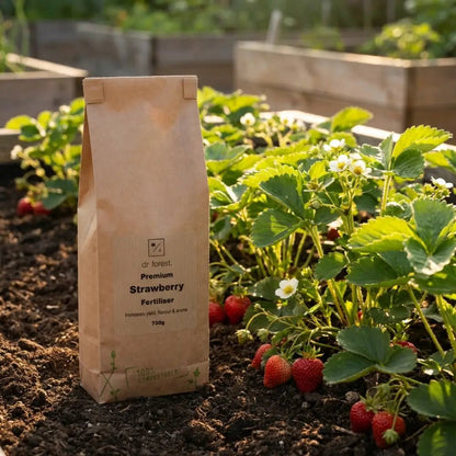Organic Strawberry Fertiliser — kraft bag among strawberry plants in raised bed at golden hour