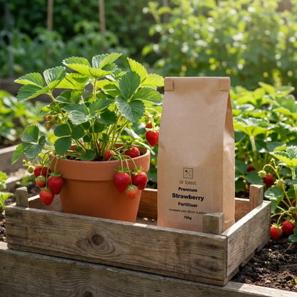 Organic Strawberry Fertiliser — kraft bag in wooden crate beside potted strawberry plant with ripe red fruit