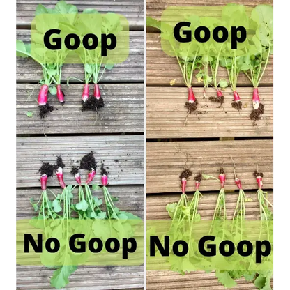 Soil Smiths The Goop — split-frame radish comparison: Goop-fed radishes larger and redder than No Goop controls